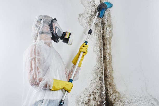 Best Insurance-Related Mold Remediation in Encinal, TX