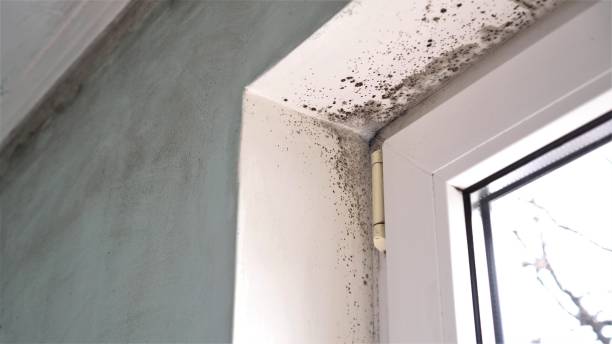 Best Mold Testing and Inspection Services in Encinal, TX