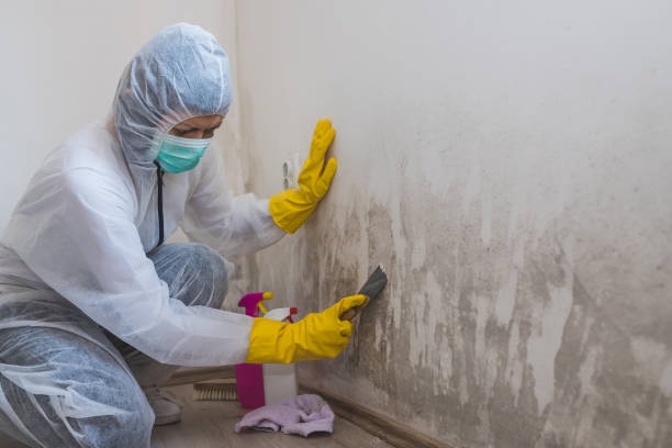 Best Crawl Space Mold Remediation in Encinal, TX