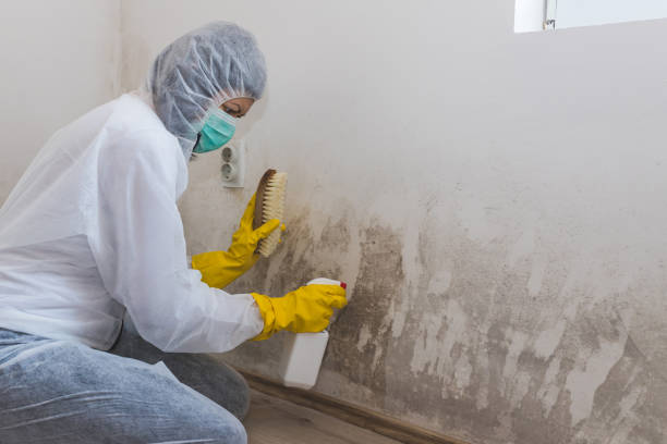 Best Mold Testing and Inspection Services in Encinal, TX