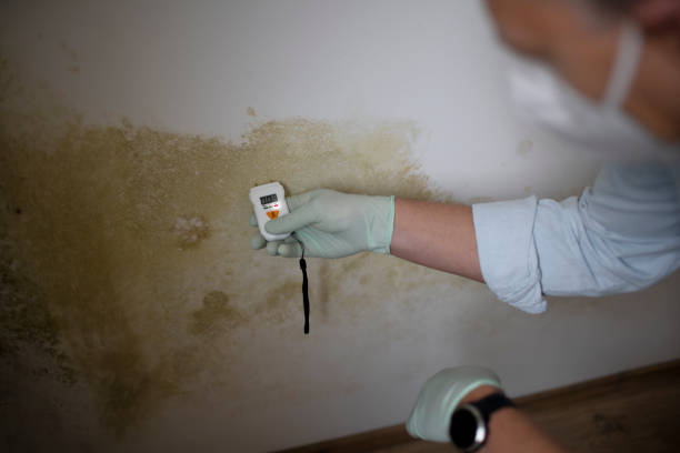 Best White Mold Remediation in Encinal, TX