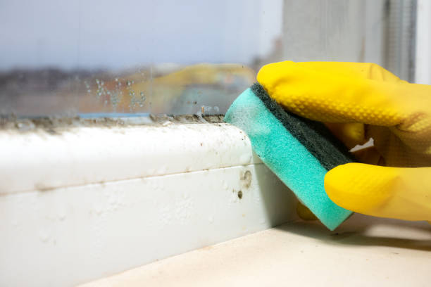 Best Attic Mold Remediation in Encinal, TX