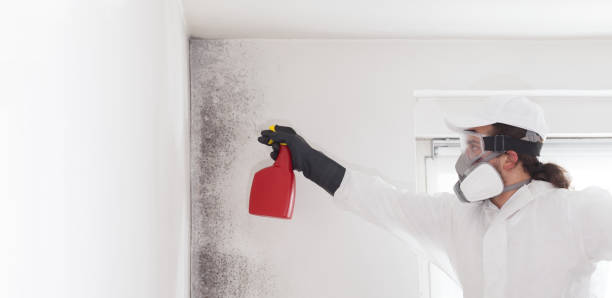 Best Black Mold Remediation in Encinal, TX