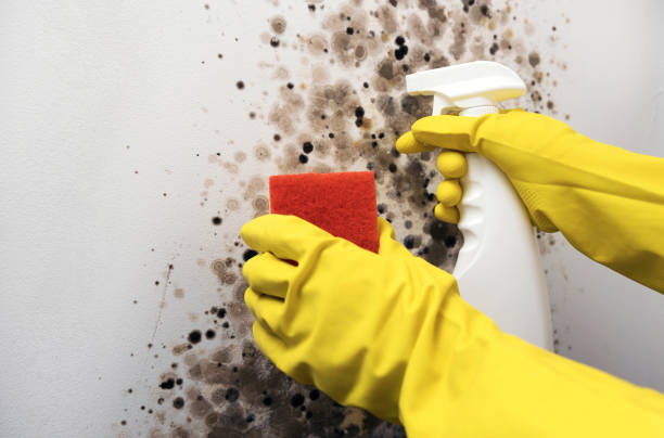 Best Commercial Mold Remediation in Encinal, TX