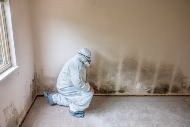 Trusted Encinal, TX Mold Remediation Experts