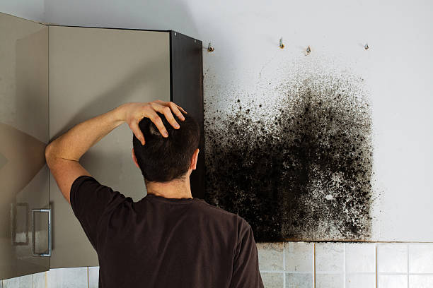 Best DIY Mold Remediation Support Services in Encinal, TX